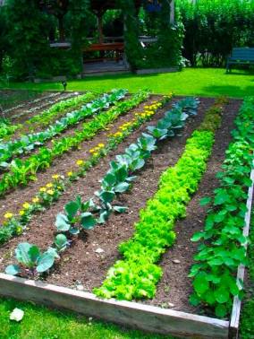http://www.winterberrygarden.com/tips-thriving-vegetable-garden/