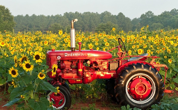 “Life of a Southern Farmer: Sunflower Farm Festival”